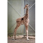 Giraffe Calf - Schleich 14751